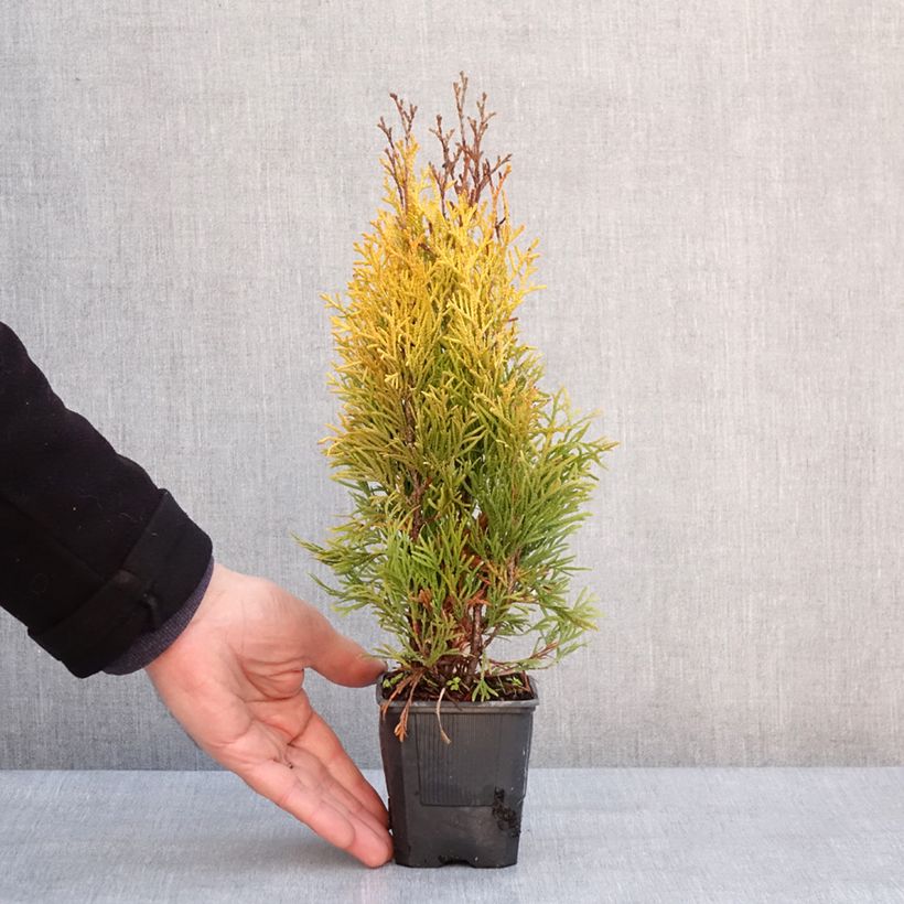 Exemplar von Thuja occidentalis Golden Smaragd - Thuya du Canada - Godet de 8/9 cm wie im Winter geliefert