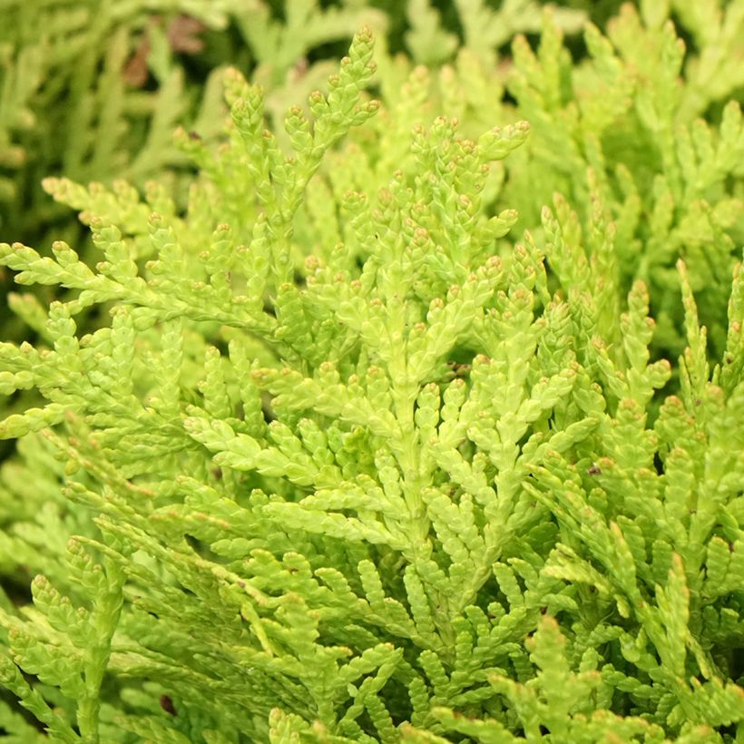 Thuja occidentalis Mirjam (Laub)