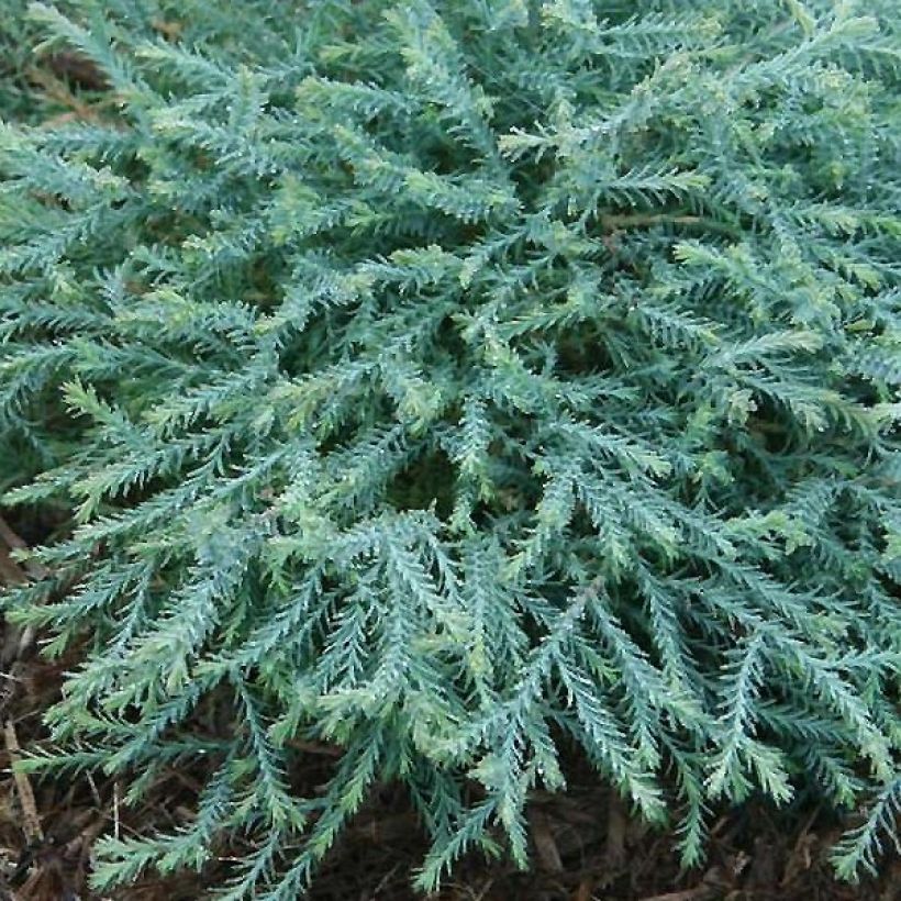 Thuja occidentalis Pancake Concesarini (Laub)