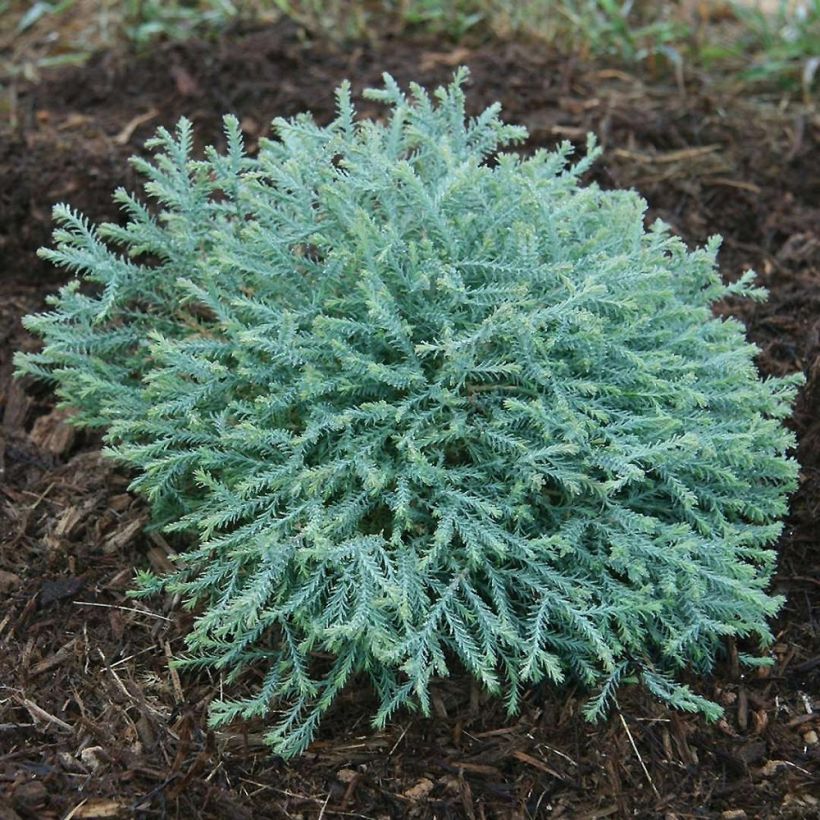 Thuja occidentalis Pancake Concesarini (Hafen)