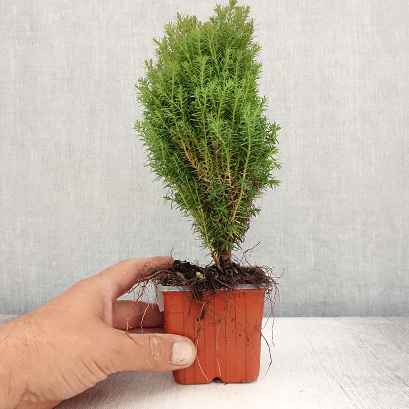 Exemplar von Thuja occidentalis Teddy - Thuya du Canada                        - Godet de 8/9 cm wie im Sommer geliefert