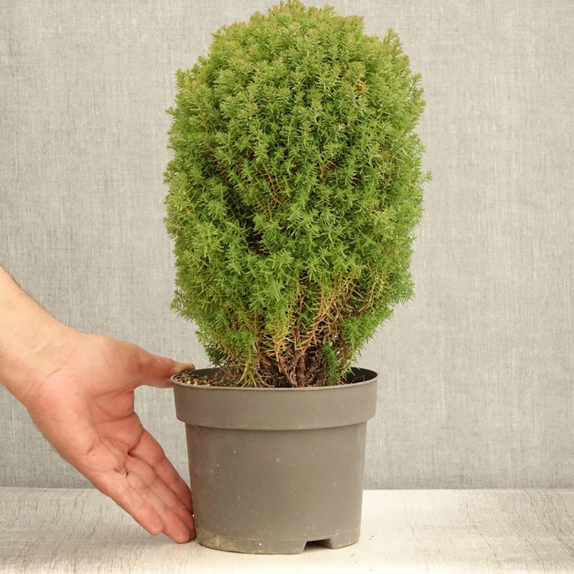 Exemplar von Thuja occidentalis Teddy - Thuya du Canada                        Pot de 2L/3LHauteur livrée env. 20cm wie im Sommer geliefert