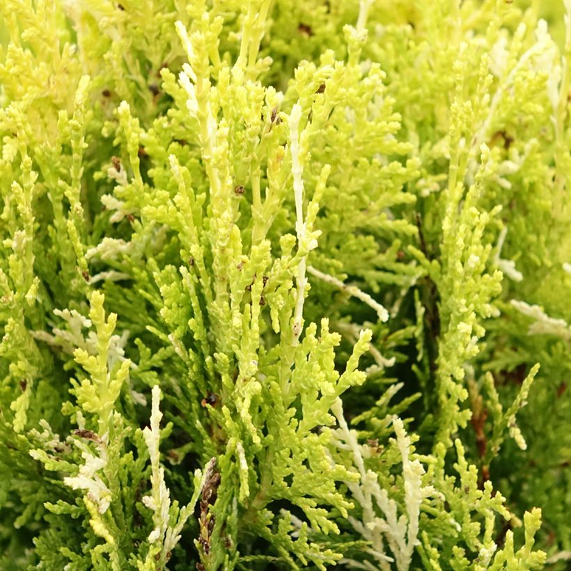 Thuja orientalis Fleck (Laub)