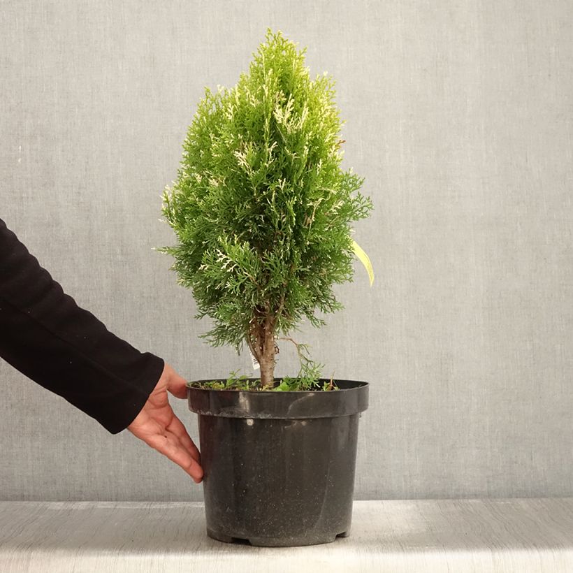 Exemplar von Thuja orientalis Fleck en pot de 7,5l/10l wie im Herbst geliefert