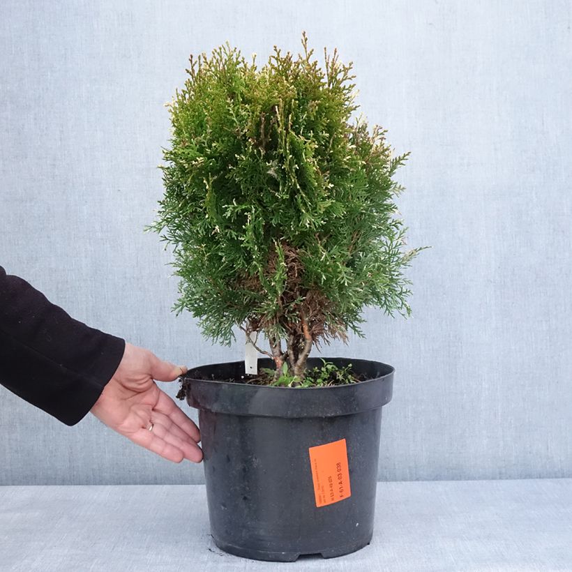 Exemplar von Thuja orientalis Fleck - Thuya de Chine ou Thuya d'Orient Pot de 7,5L/10LHauteur livrée env. 40/50cm wie im Winter geliefert