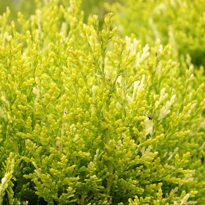 Thuja orientalis Fleck (Laub)