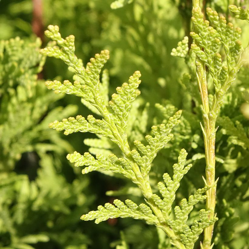 Thuja plicata Can-can (Laub)