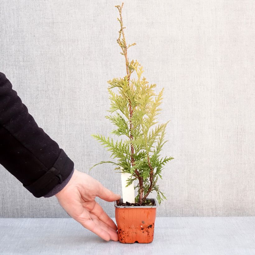 Exemplar von Thuja plicata Can-can Kleine Töpfe von 8/9 cm wie im Winter geliefert