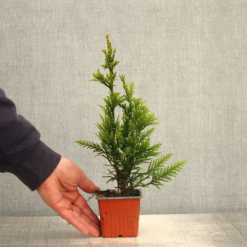 Exemplar von Thuja plicata Can-can Kleine Töpfe von 8/9 cm wie im Frühjahr geliefert