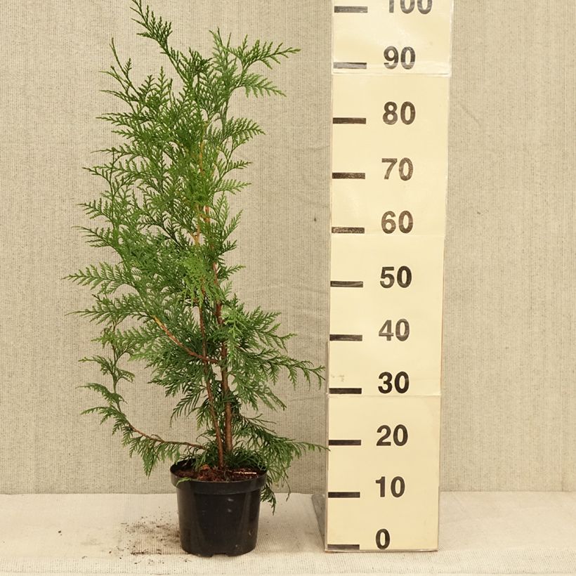 Exemplar von Thuja plicata Excelsa en pot de 2/3L wie im Herbst geliefert