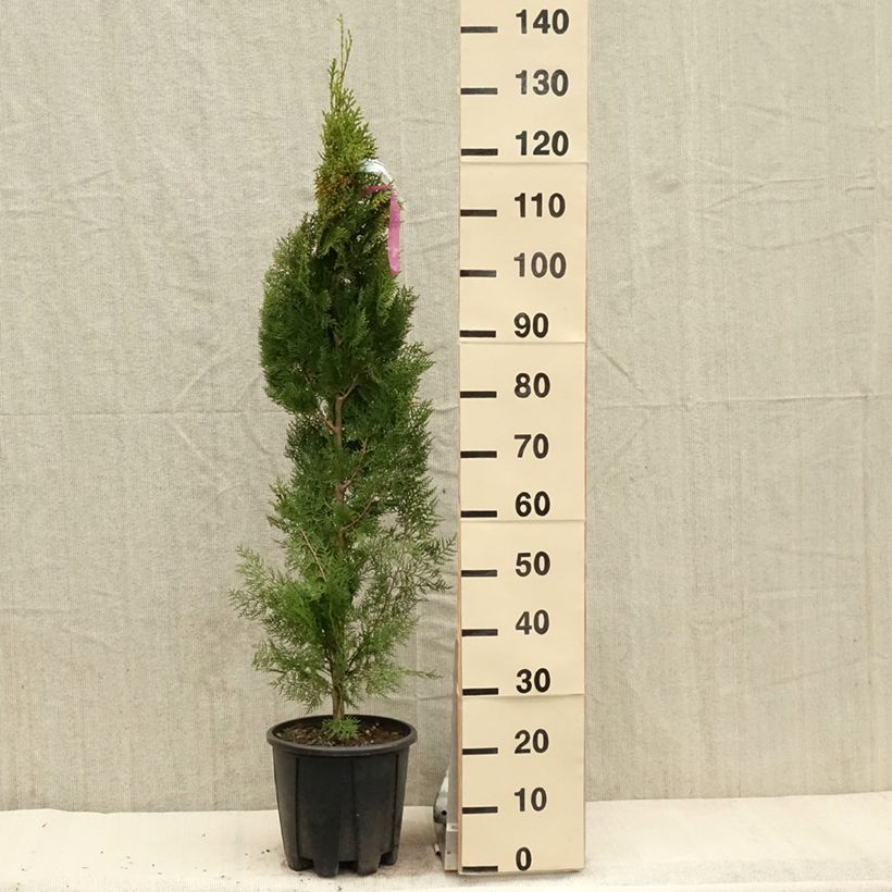 Exemplar von Thuja orientalis Pyramidalis Aurea - Amerikanischer Lebensbaum Topf mit 4L/5LGelieferte Höhe ca. 100/125cm wie im Frühjahr geliefert