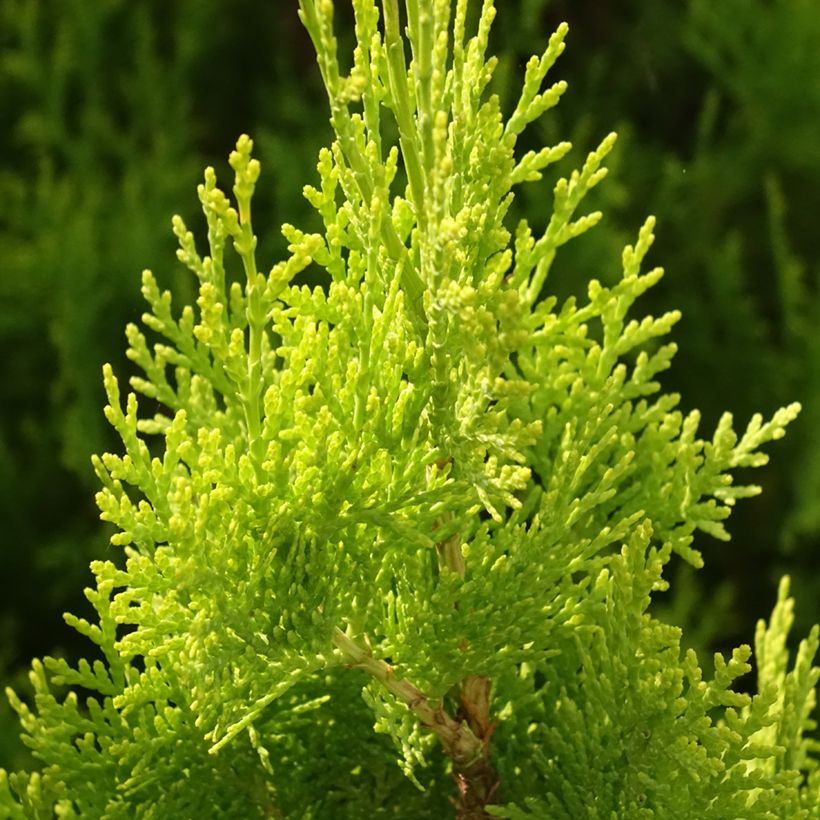 Thuja orientalis Pyramidalis Aurea - Amerikanischer Lebensbaum (Laub)