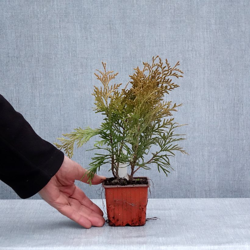 Exemplar von Thuja occidentalis Golden Globe Kleine Töpfe von 8/9 cm wie im Winter geliefert