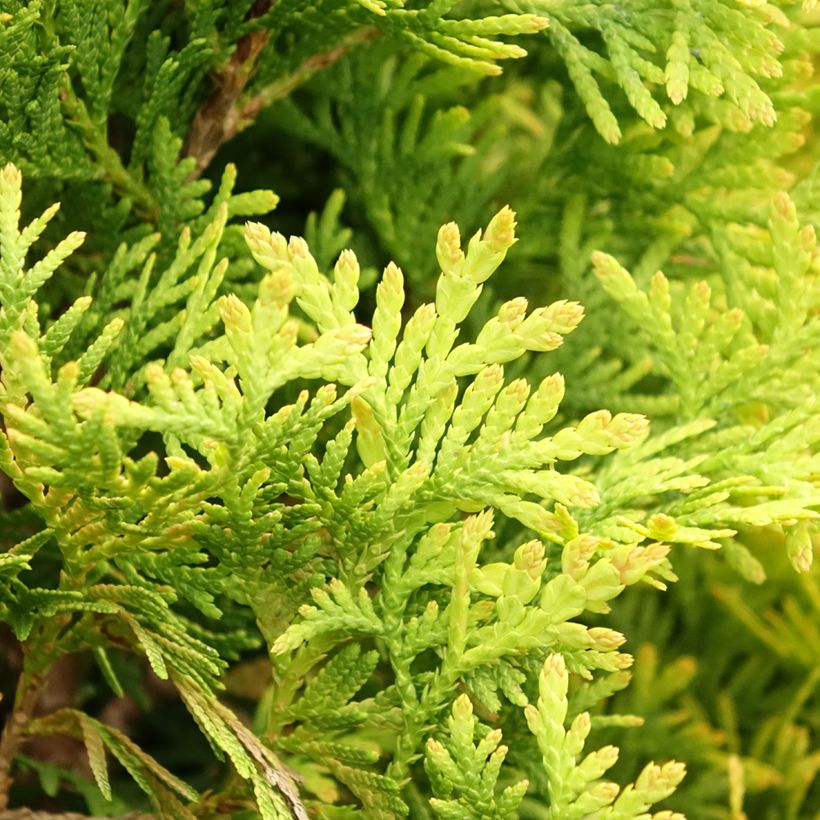 Thuja occidentalis Jantar (Laub)