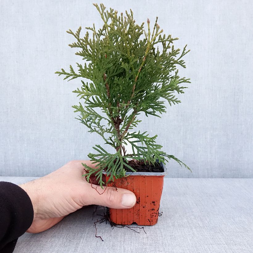 Exemplar von Thuja occidentalis Pyramidalis Compacta Kleine Töpfe von 8/9 cm wie im Winter geliefert