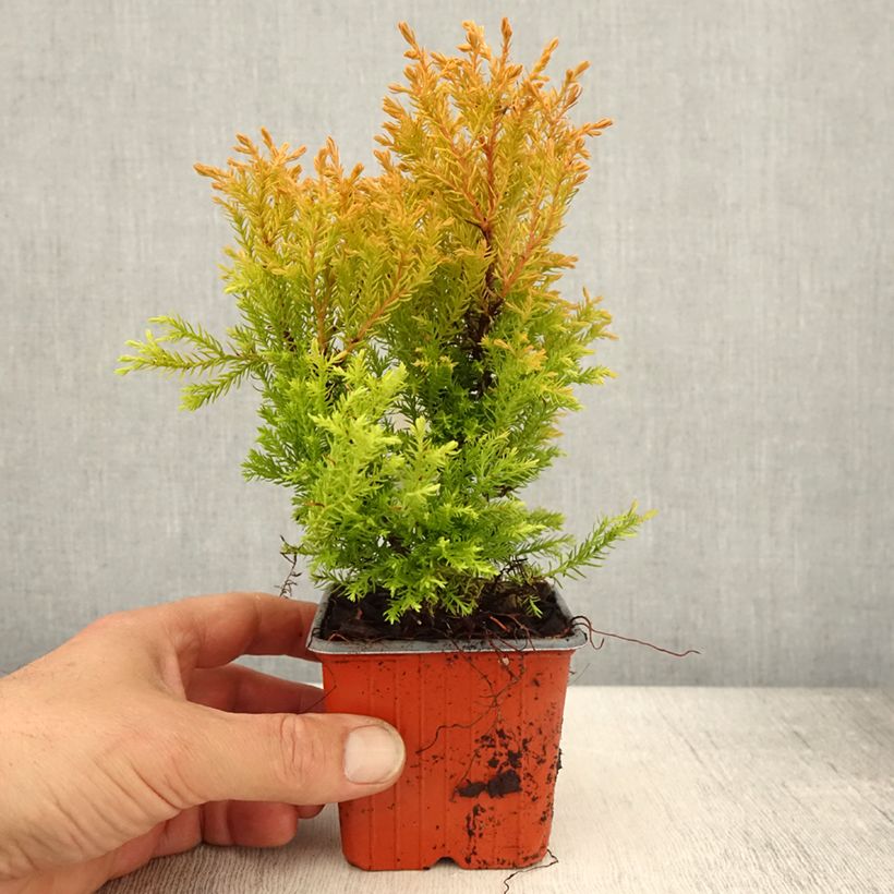 Exemplar von Thuya du Canada - Thuja occidentalis Rheingold                   - Godet de 8/9 cm wie im Frühjahr geliefert