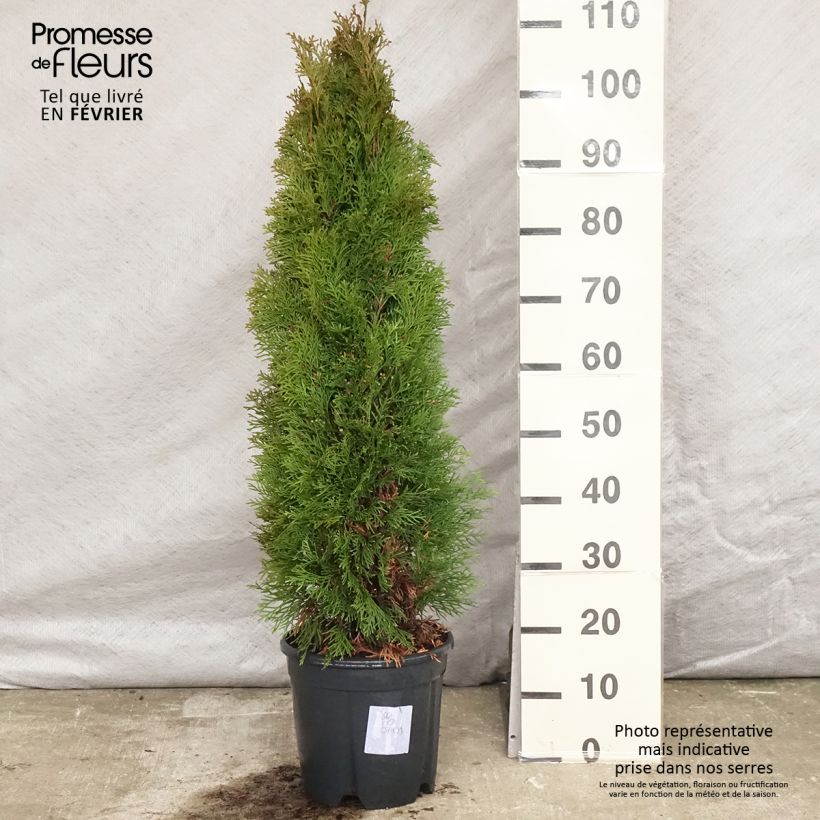 Exemplar von Thuya du Canada - Thuja occidentalis Smaragd 100/+ cm en pot de 10L wie im Winter geliefert