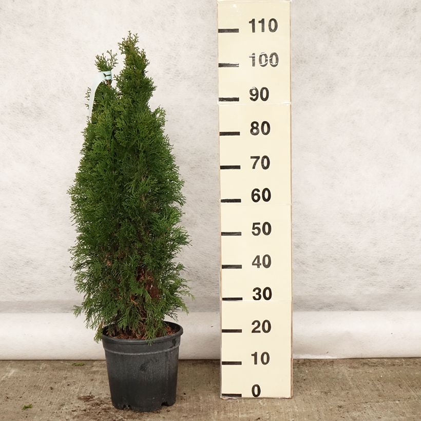 Exemplar von Thuja occidentalis Smaragd Topf mit 7,5L/10LGelieferte Höhe ca. 120/+cm wie im Frühjahr geliefert