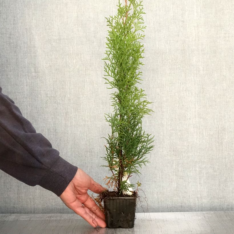 Exemplar von Thuya du Canada - Thuja occidentalis Smaragd en godet de 9cm wie im Herbst geliefert