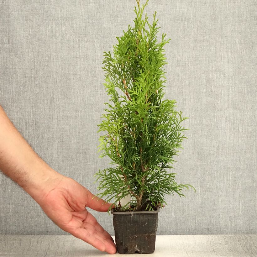 Exemplar von Thuja occidentalis Smaragd Kleine Töpfe von 8/9 cm wie im Sommer geliefert