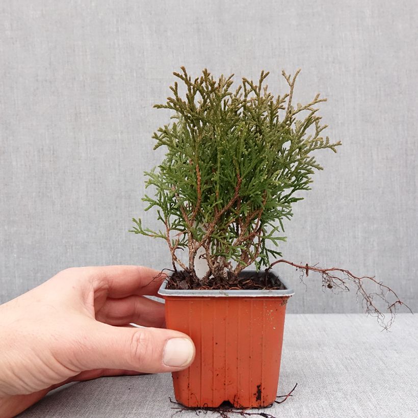 Exemplar von Thuja occidentalis Tiny Tim Kleine Töpfe von 8/9 cm wie im Winter geliefert