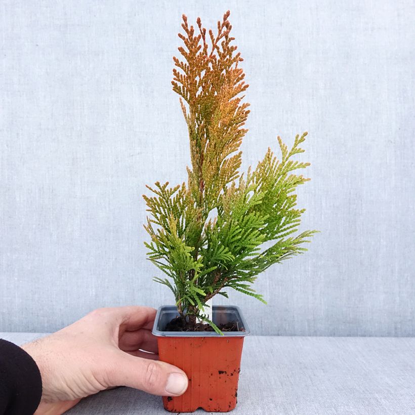 Exemplar von Thuja plicata 4 Ever Goldy Kleine Töpfe von 8/9 cm wie im Winter geliefert