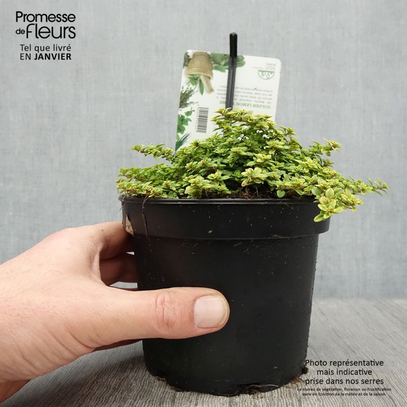 Exemplar von Thym citron Bertram Anderson - Thymus citriodorus Pot de 1.5L/2L wie im Winter geliefert