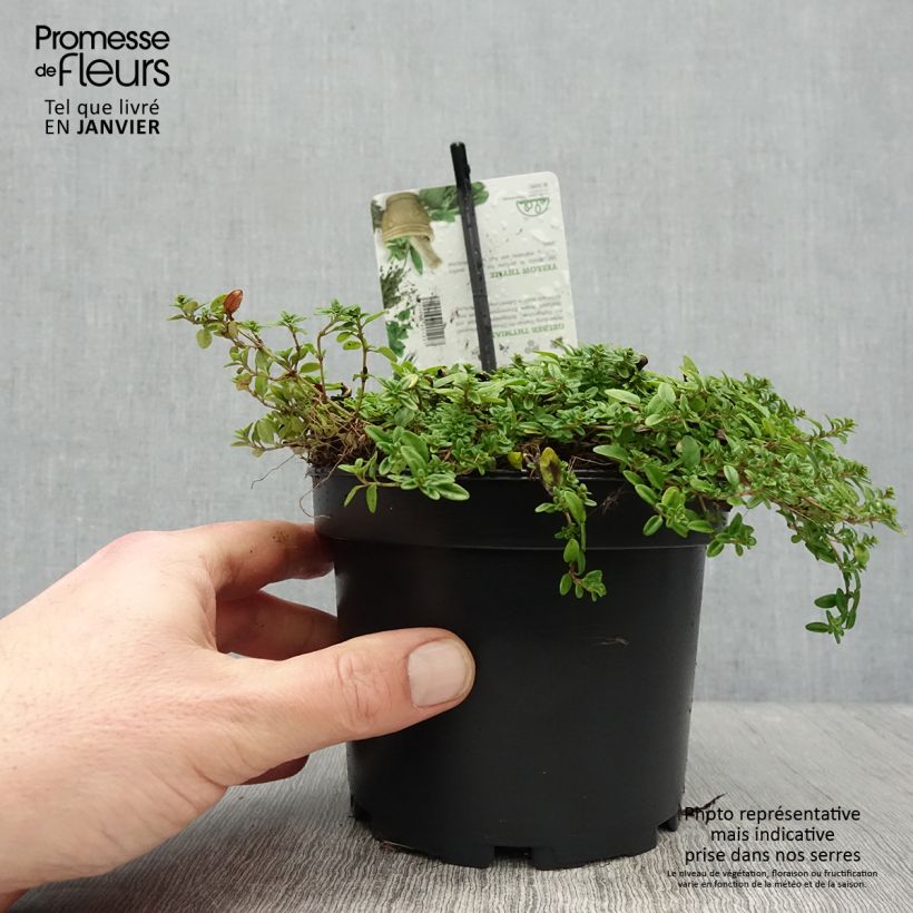 Exemplar von Thym citron doré - Thymus citriodorus Aureus Pot de 1.5L/2L wie im Winter geliefert