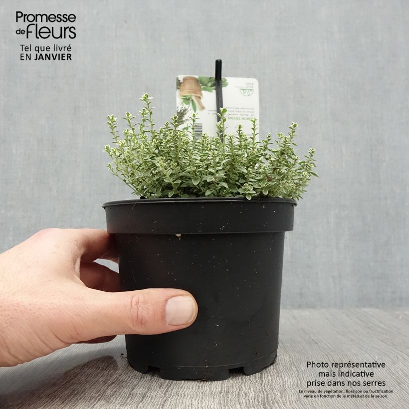 Exemplar von Thym citron panaché - Thymus citriodorus Silver Queen Pot de 1.5L/2L wie im Winter geliefert