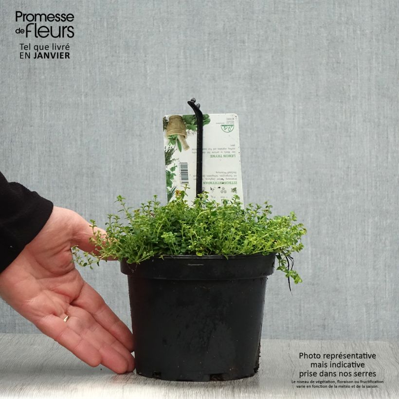 Exemplar von Thym hybride Doone Valley - Thymus (x) citriodorus Pot de 1.5L/2L wie im Winter geliefert