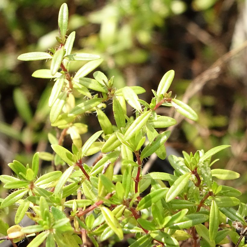 Kaskaden-Thymian - Thymus longicaulis (Laub)