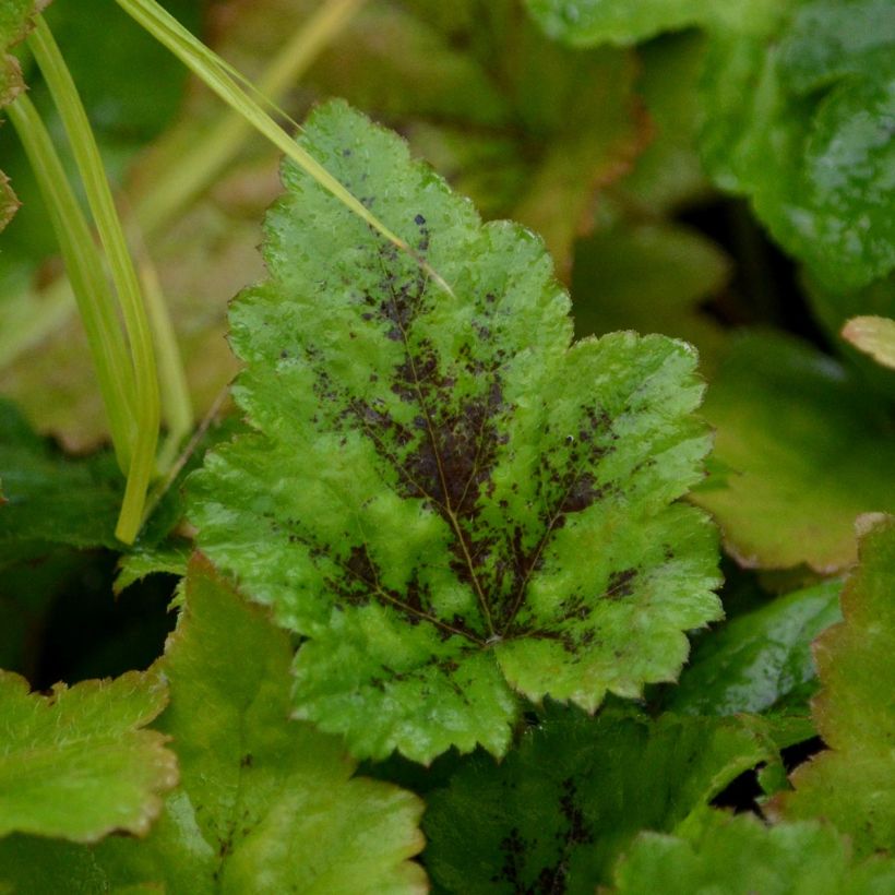 Tiarella Tiger Stripe - Schaumblüte (Laub)