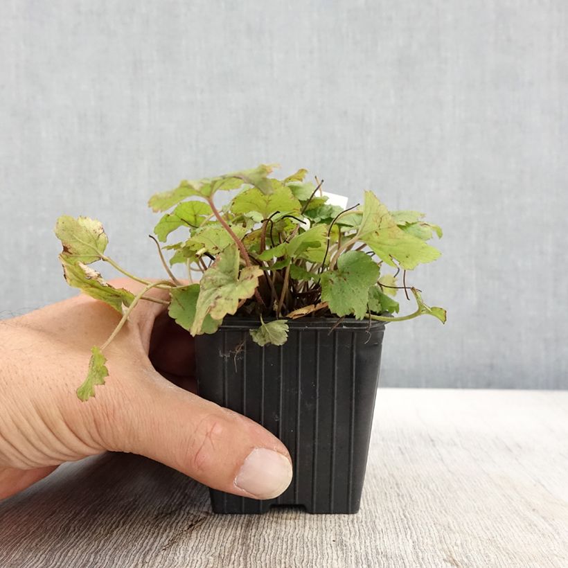 Exemplar von Tiarelle - Tiarella Tiger Stripe Godet de 8 cm wie im Herbst geliefert