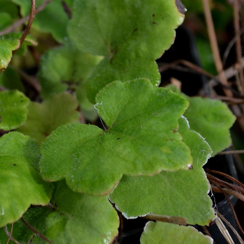 Tiarella wherryi - Wherrys Schaumblume (Laub)