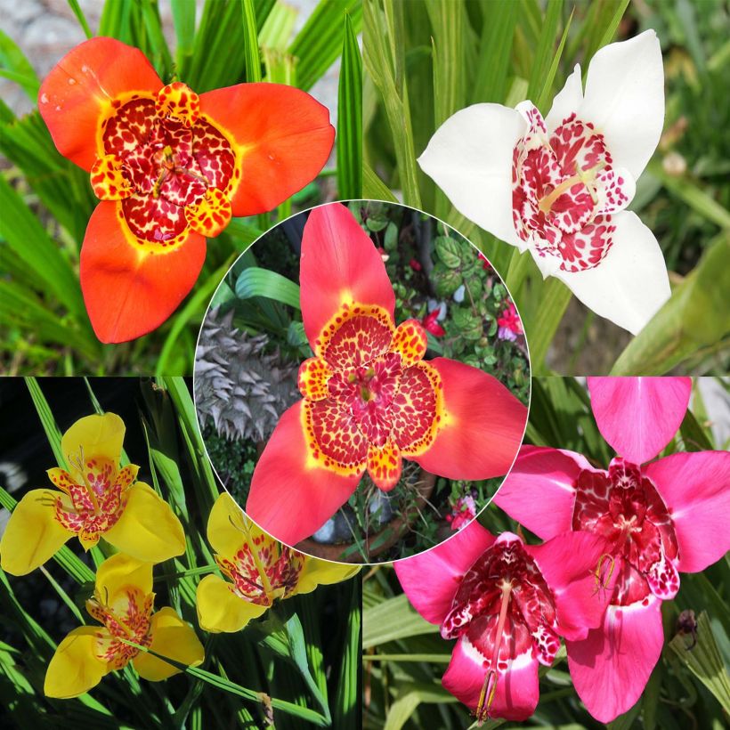 Tigridia pavonia Mix - Tigerblume (Blüte)