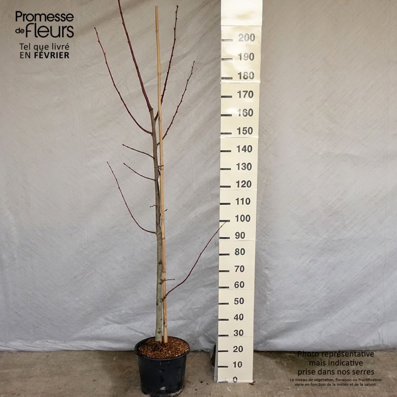 Exemplar von Tilleul à grandes feuilles - Tilia platyphyllos Rubra Pot de 12L/15L wie im Winter geliefert