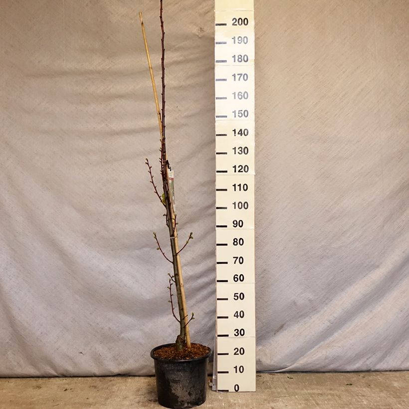 Exemplar von Sommer-Linde Rubra - Tilia platyphyllos Topf mit 12L/15LGelieferte Höhe ca. 160/180cm wie im Frühjahr geliefert