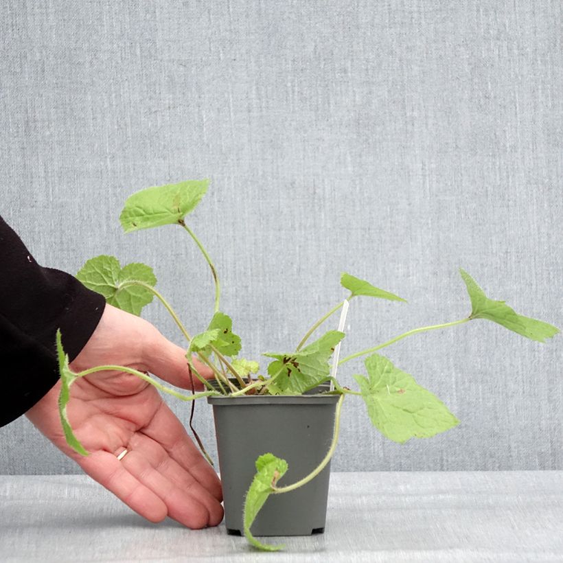 Exemplar von Tolmiea menziesii Cool Gold - Lebendblatt Kleine Töpfe von 8/9 cm wie im Winter geliefert