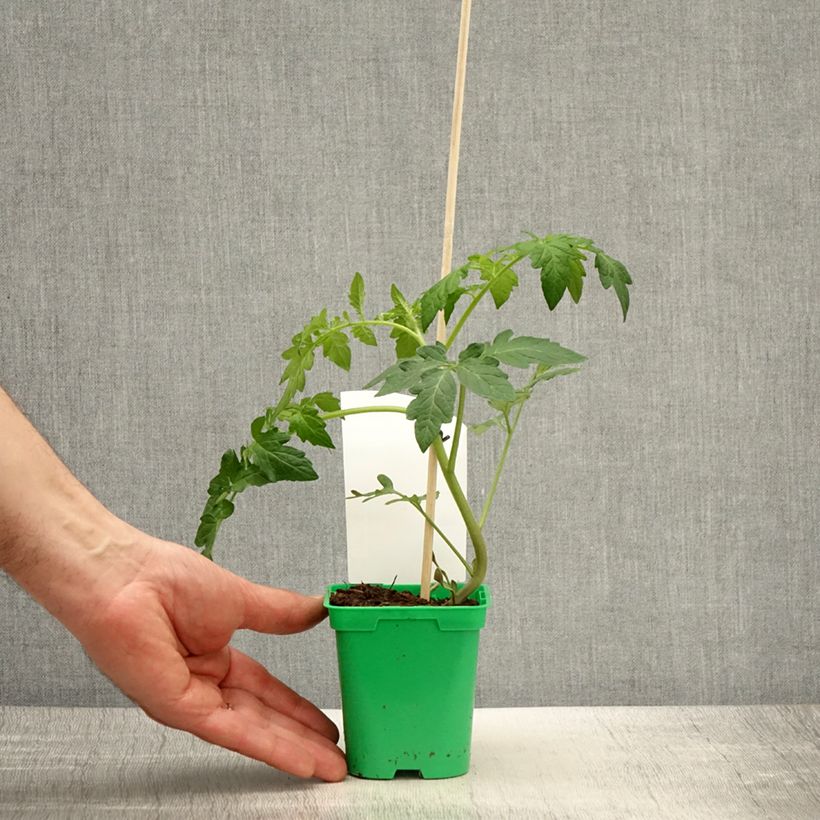 Exemplar von Tomate Saint-Pierre en pot de 10 cm wie im Frühjahr geliefert