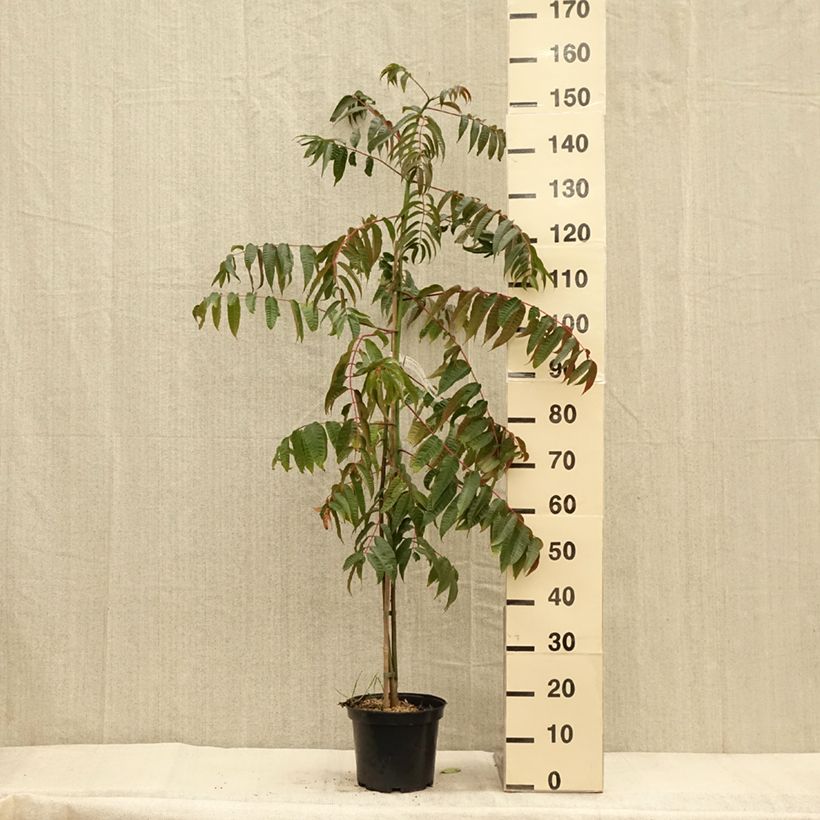 Exemplar von Toona sinensis - Acajou de Chine Pot de 4L/5L wie im Herbst geliefert