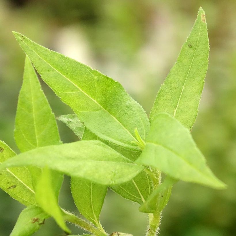 Topinambur Nain - Hélianthus tuberosus (Laub)