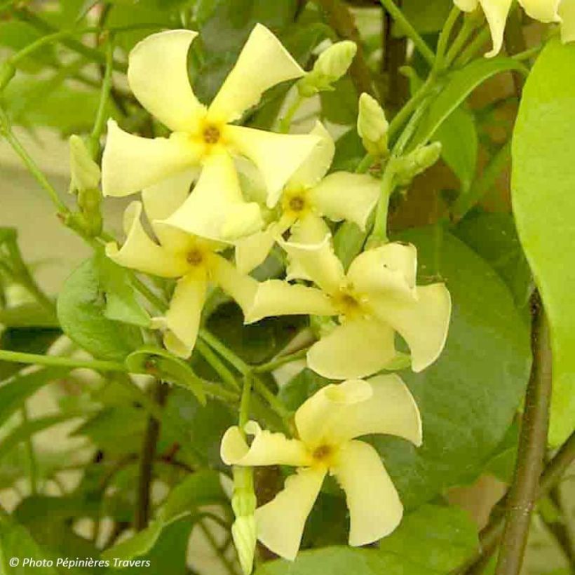 Gelber Sternjasmin - Trachelospermum asiaticum (Blüte)