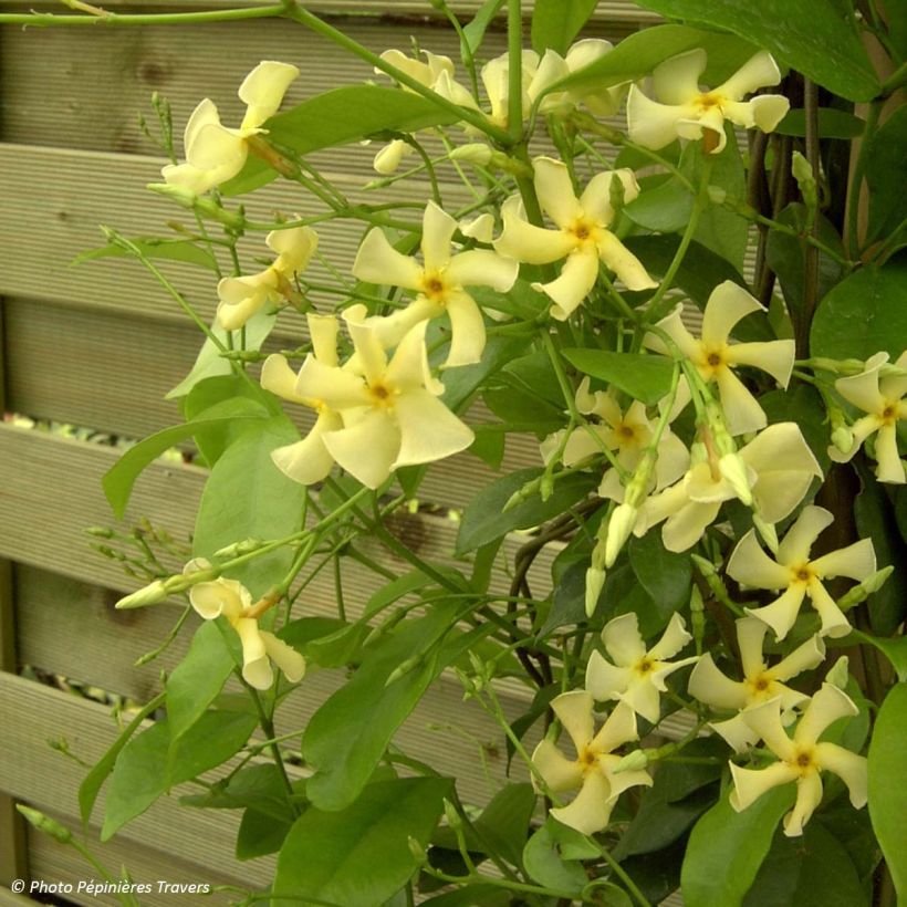 Gelber Sternjasmin - Trachelospermum asiaticum (Hafen)