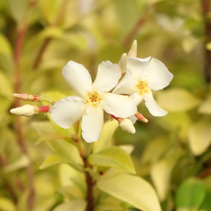 Sternjasmin Golden Memories - Trachelospermum (Blüte)