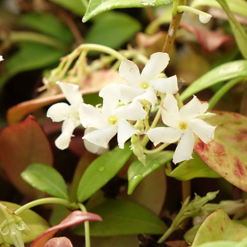 Sternjasmin Winter Ruby 'Trared - Trachelospermum (Blüte)