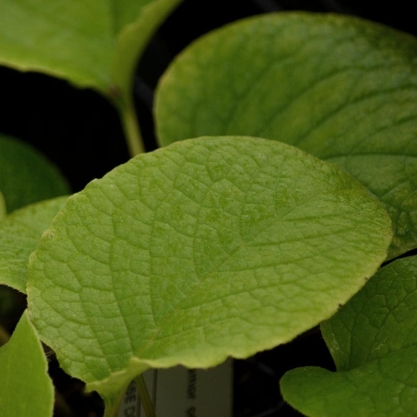 Trachystemon orientalis - Rauhling (Laub)