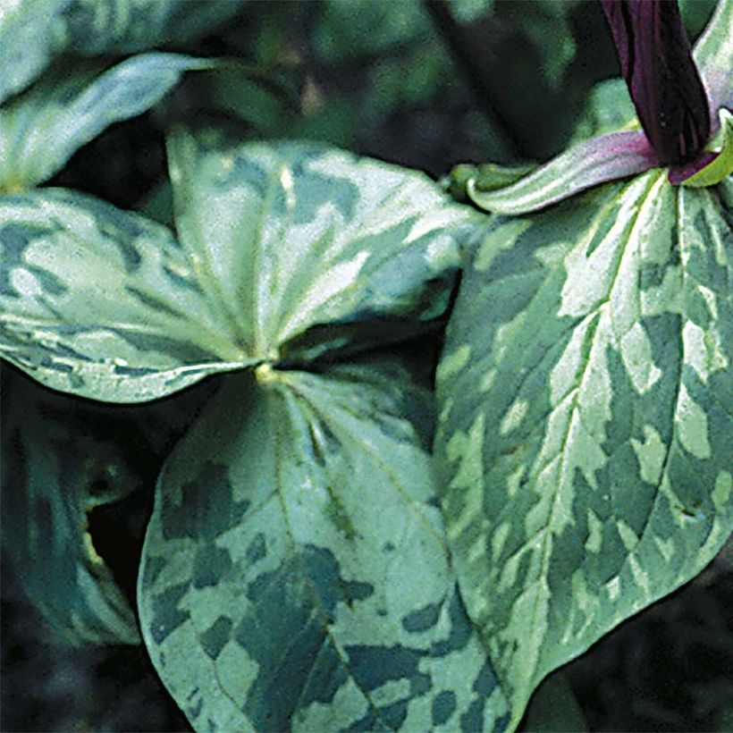 Trillium cuneatum - Dreiblatt (Laub)