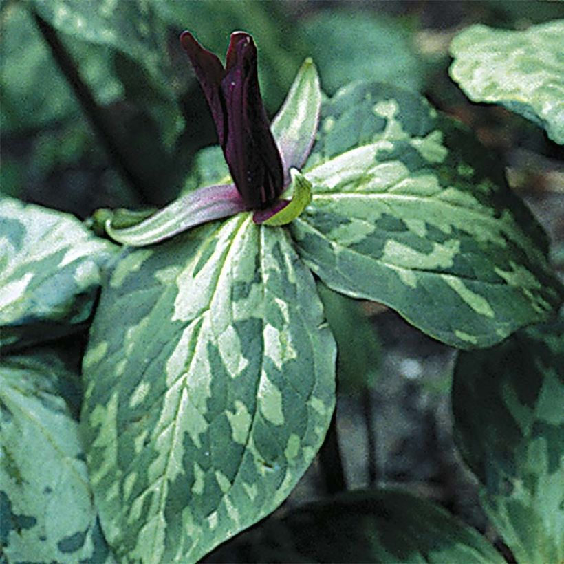 Trillium cuneatum - Dreiblatt (Blüte)