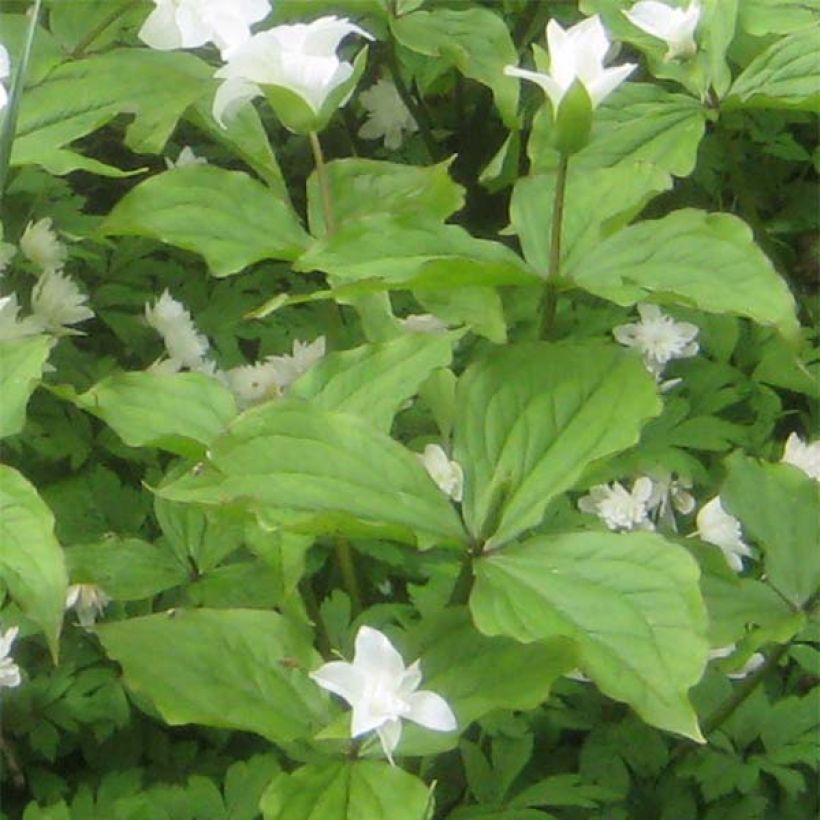 Trillium grandiflorum Flore Pleno - Dreiblatt (Laub)