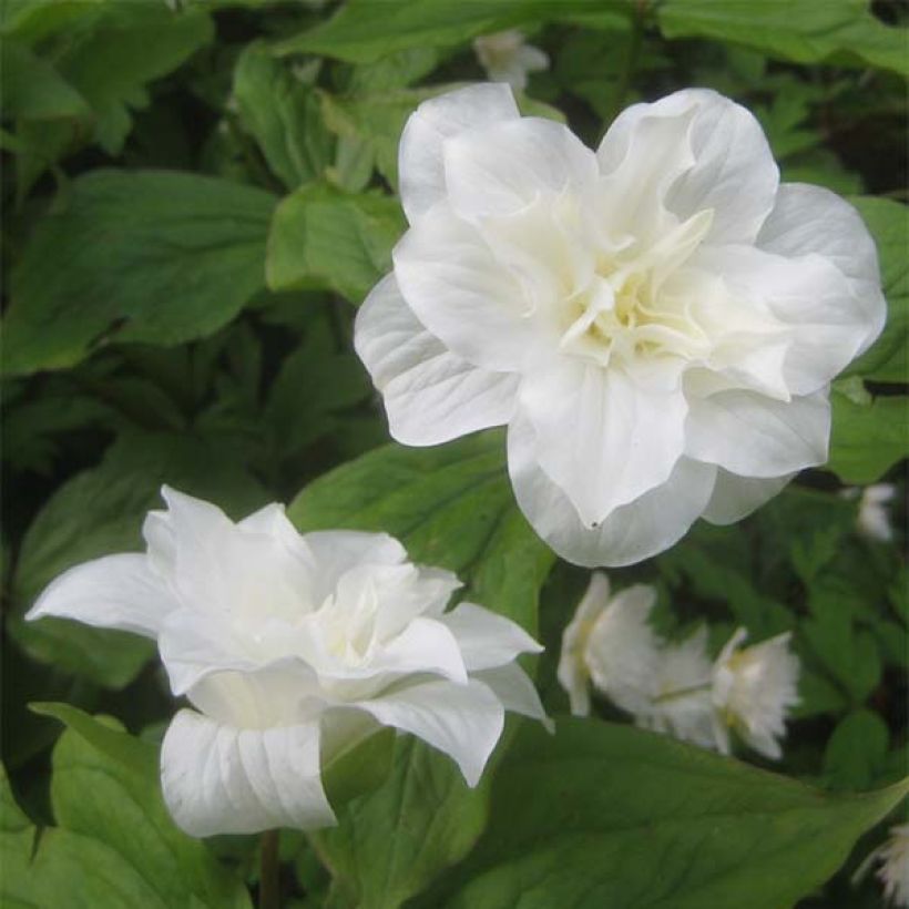 Trillium grandiflorum Flore Pleno - Dreiblatt (Blüte)